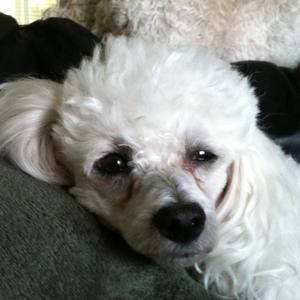 Meet your Posher, Cheryl